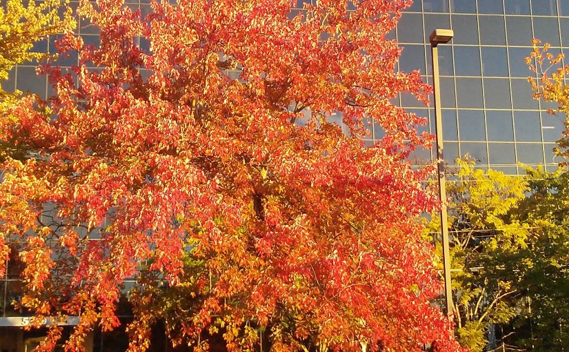 Fall Has It’s Own Confetti: About Town