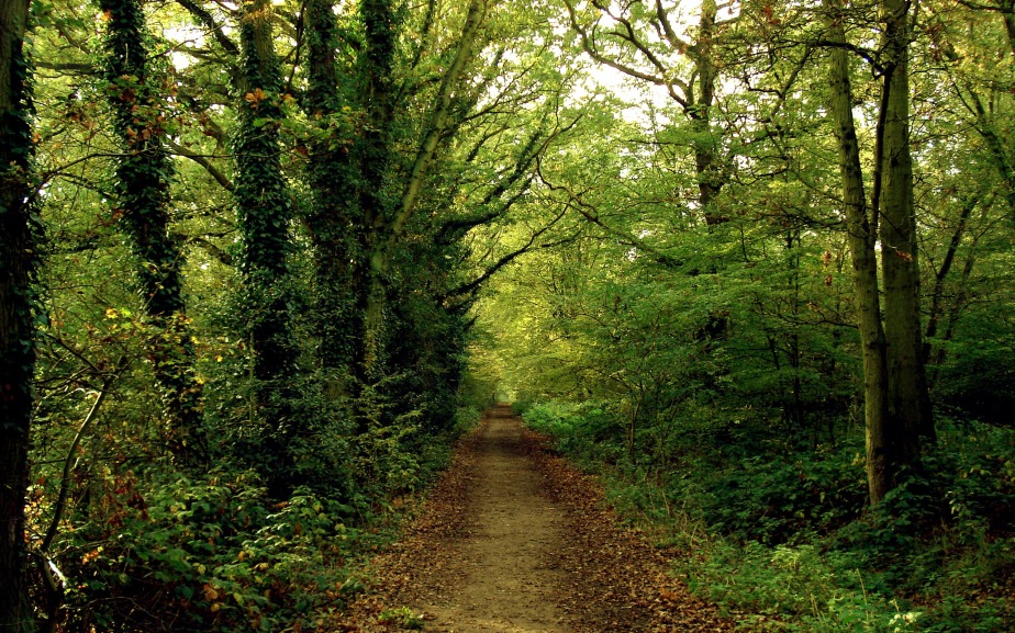 Nature_Forest_Path_in_the_green_forest_035974_